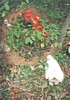 S_pic359.jpg