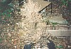 S_pic363.jpg