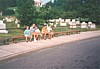 S_pic447.jpg