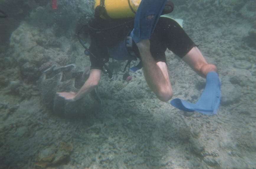 dive_01.jpg