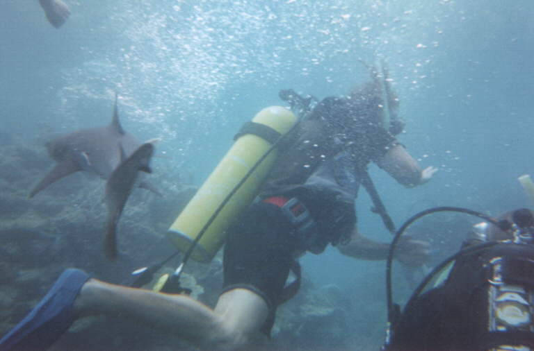 dive_06.jpg