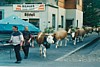 S_03420-InterlakenCattle.jpg
