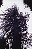 S_4829.jpg